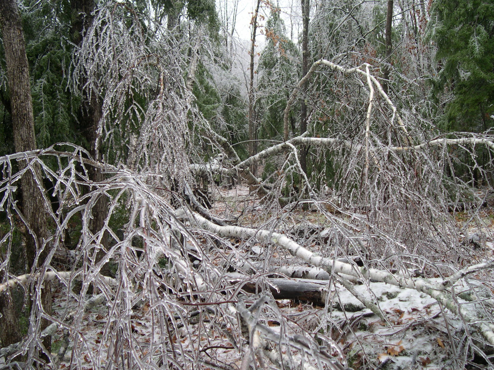 Forest Journal: Icy birches
